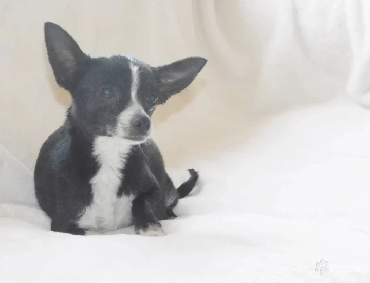 Bella Chihuahua