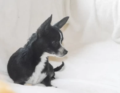 Bella Chihuahua