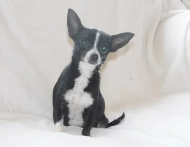 Bella Chihuahua