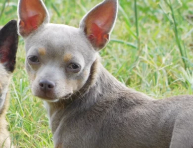 Perl Chihuahua
