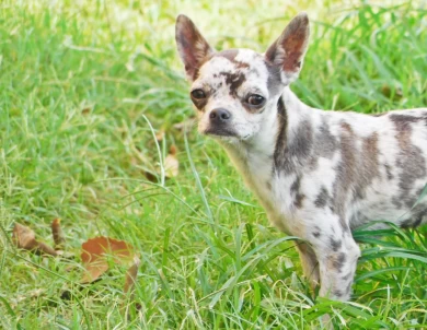 Beni Chihuahua