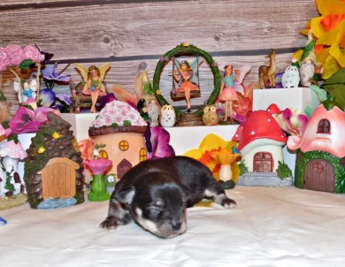 Westley Puppies for Sale