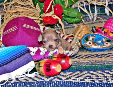 Wisteria Puppies for Sale
