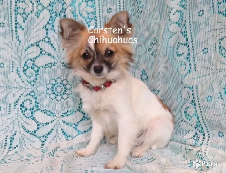 Ditto Chihuahua