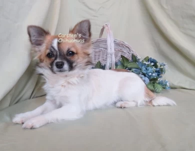 Ditto Chihuahua