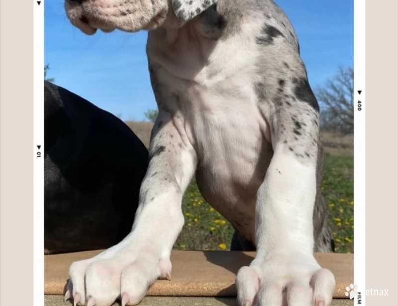 Peppermint Patti Great Dane