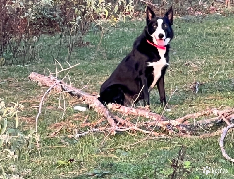 WF EVA Border Collie