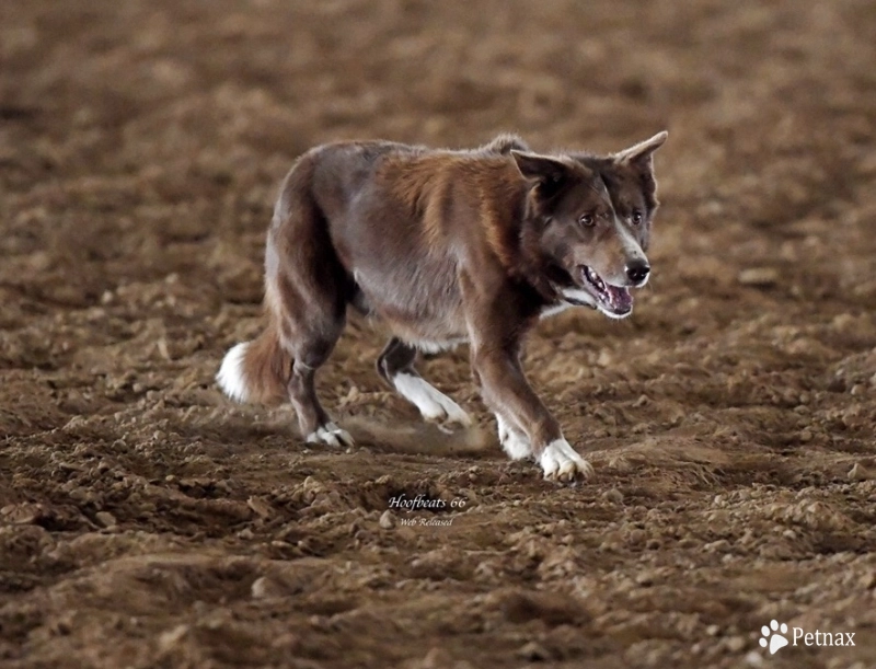 7J Blaze Border Collie