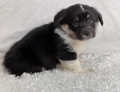 Tubbs Pembroke Welsh Corgi