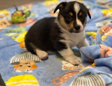 Suzi Pembroke Welsh Corgi