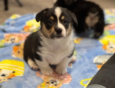 Suzi Pembroke Welsh Corgi