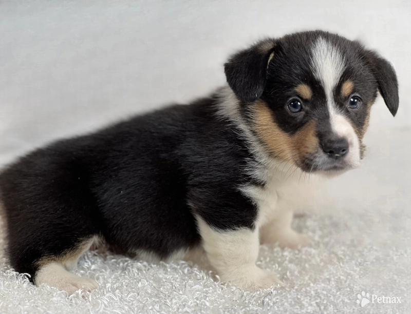 Suzi Pembroke Welsh Corgi