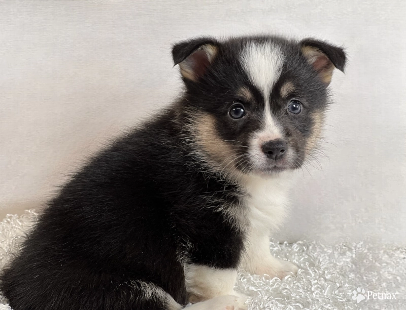 Sis Pembroke Welsh Corgi