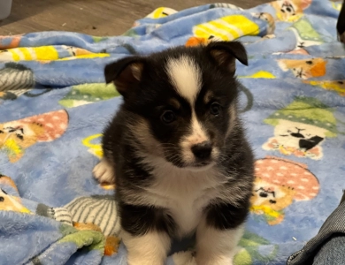 Sis Pembroke Welsh Corgi