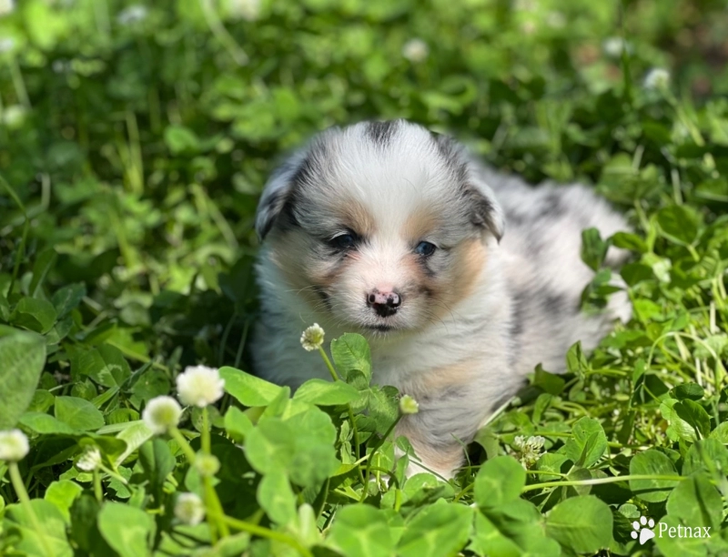 Full Fluff girl  Pembroke Welsh Corgi