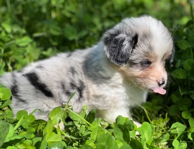 Fluffy Girl TC Pembroke Welsh Corgi