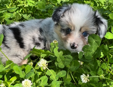 Fluffy Girl TC Pembroke Welsh Corgi