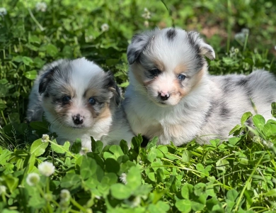 Fluffy Girl TC Pembroke Welsh Corgi