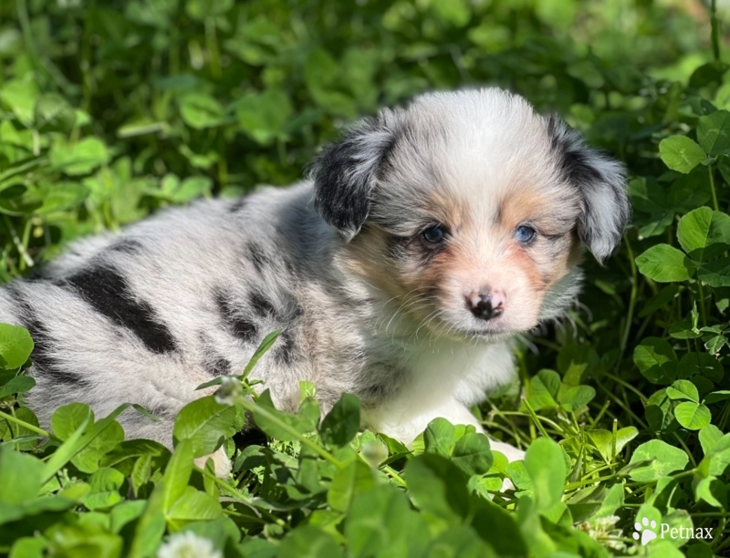 Fluffy Girl TC Pembroke Welsh Corgi