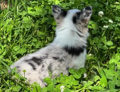 Standard coat merle Pembroke Welsh Corgi