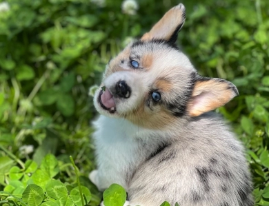 Standard coat merle Pembroke Welsh Corgi