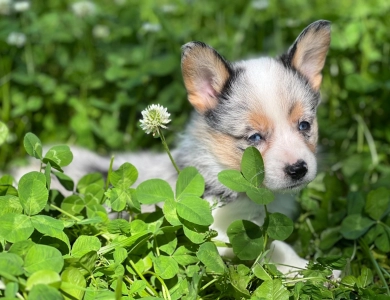 Standard coat merle Pembroke Welsh Corgi