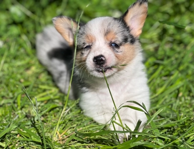 Standard coat merle Pembroke Welsh Corgi