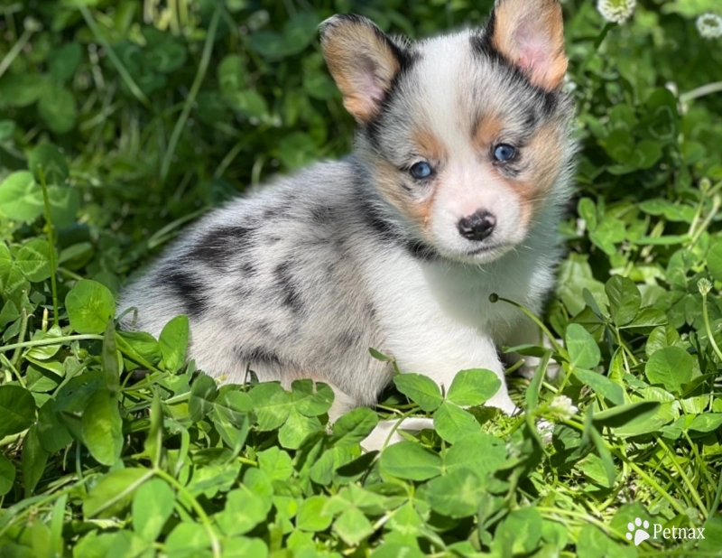 Standard coat merle Pembroke Welsh Corgi