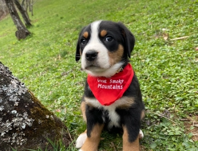 AKC Greater Swiss Mountain Dog puppies 