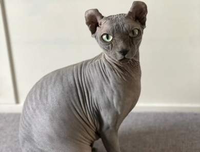 Tesla Sphynx