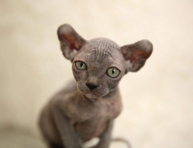 Lily Sphynx