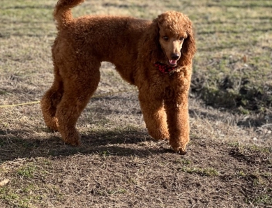 Ace  Miniature Poodle