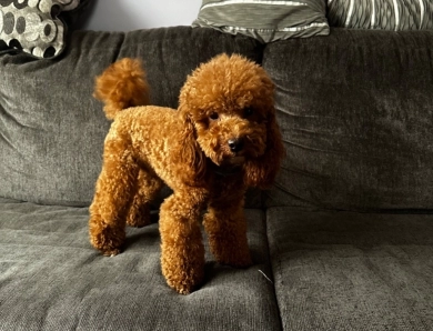 Kol Miniature Poodle