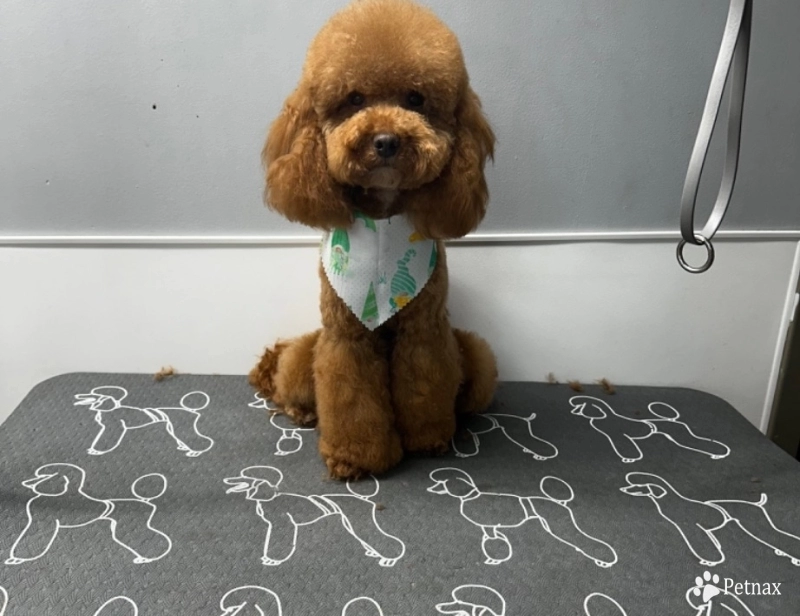 Kol Miniature Poodle