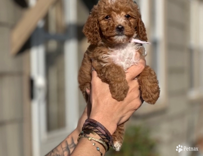 Lilly Miniature Poodle