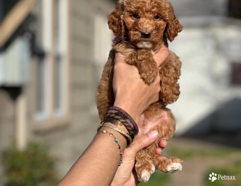 Petunia  Miniature Poodle