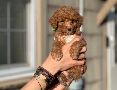 Buttercup Miniature Poodle