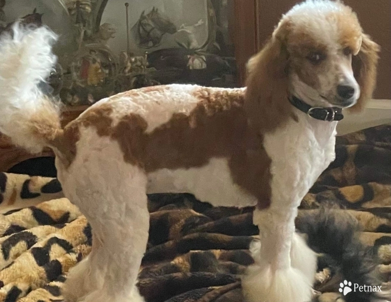 Mercedes  Miniature Poodle