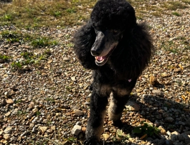 Skye  Miniature Poodle