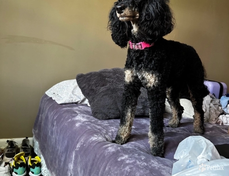 Skye  Miniature Poodle