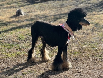 Skye  Miniature Poodle