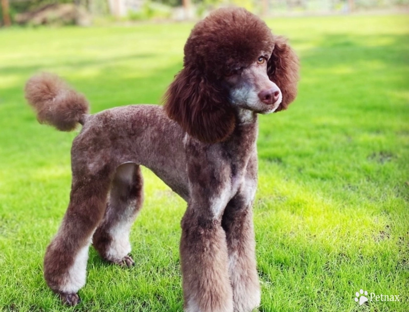 Stormy  Miniature Poodle