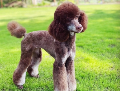 Stormy  Miniature Poodle