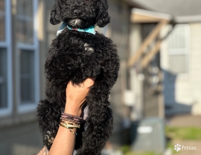 Ursula Miniature Poodle