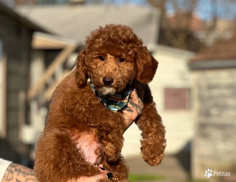 Flounder Miniature Poodle