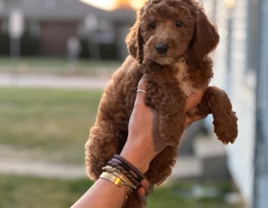 Starr Miniature Poodle