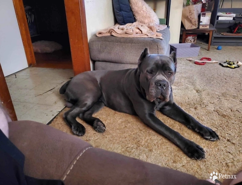 Titan Liam Cane  Cane Corso