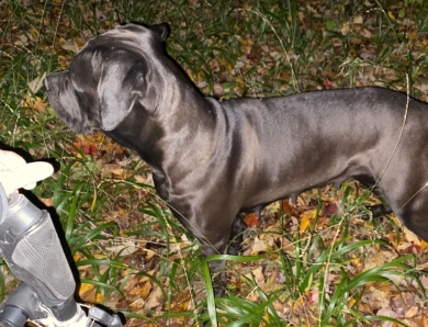 Karmas sweet revenge  Cane Corso