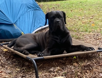 Karmas sweet revenge  Cane Corso