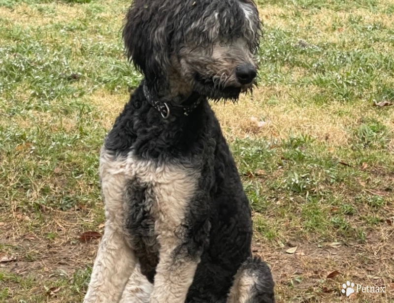 Armani Goldendoodle